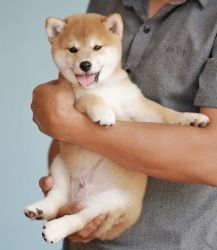 Adorable Shiba Inu Puppies For Sale