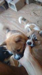 Beautiful pure Shiba Inu puppies