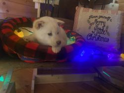 Christmas Shiba Inu puppies