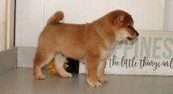 Shiba Inu Puppies for Sale.