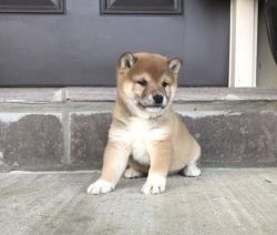 Friendly Shiba Inu Puppies for Sale.