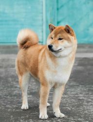 * Adorable Ulysses Male Shiba Inu Puppy *