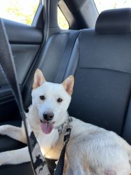 Meet Ghost!- looking for new forever home