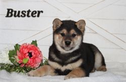 Buster (male shiba inu puppy)