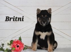 Britni (female shiba inu puppy)