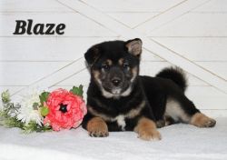 Blaze (male shiba inu puppy)