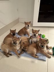 Shiba Inu Puppies 10 weeks