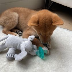 Adorable and Affortable Shiba Inu Pups