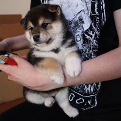 Adorable and cute Shiba Inu puppies for your Home