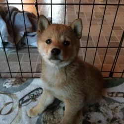 Home raised Male and Female Shiba Inu Puppies for sale