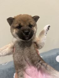 Shiba Inc looking for a new home