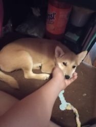Shiba Inu 4 month old puppy