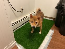 Shiba Inu for rehoming