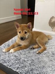 Shiba Inu Pedigree Purebred Pure Blood registered puppy for adoption