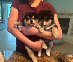 Shiba Inu puppy, parents have blood certification