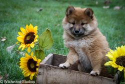AKC Registerable Red Shiba Inu Puppy from Champion Bloodlines
