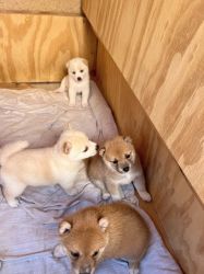 10 Weeks Shiba Inu Puppies For Sale