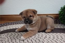 Gorgeous Shiba Inu Puppies for sale