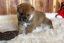 Akc Registered Shiba Inu Puppies to go now