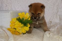Gorgeous Shiba Inu Puppies for sale