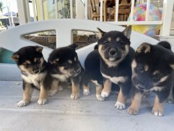 Adorable Black and Tan Shiba Inu puppies