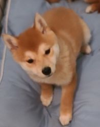 Sheba Inu 5 month old female puppies