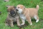 looking male and female shiba inu puppies for sale