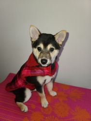 Looking for a loving home for a2 year old Shiba Inu