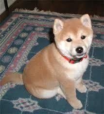 Sweet Shiba Inu Puppies For New Homes