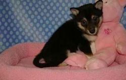 cute shiba inu puppies for adoption