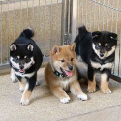 Shiba inu Puppies
