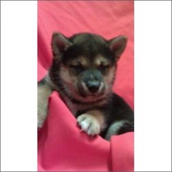Male And Female Shiba Inu Puppies For Sale