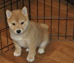 Excellence Shiba Inu Puppies