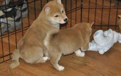 Great Personality Shiba Inu Puppies