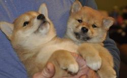 Brilliant Shiba Inu Puppies