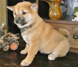 Extra Charming Shiba Inu Puppies Available