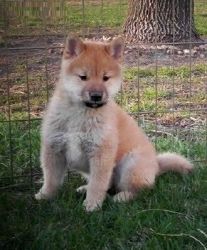 Most Wanted Shiba Inu puppies for sell.