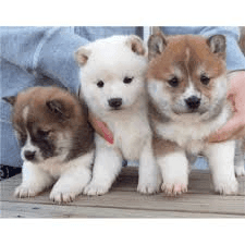 Shiba in puppies for sale/on sale in united states