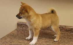 Well trained Shiba Inu puppies for sale.