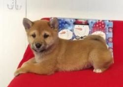 Adorable registered Shiba Inu puppies