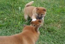 Friendly xxxxxxxxxx Shiba Inu Puppies.