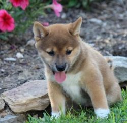 talented shiba inu puppies for sale