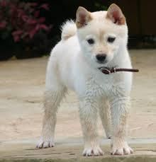 potty trained shiba inu puppies for sale