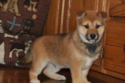 Vet checked and fluffy Shiba inu puppies
