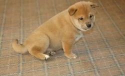 Sweet Shiba Inu Puppies Fro New Homes