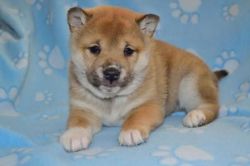 Perfect And Home Trained Shiba Inu Puppies