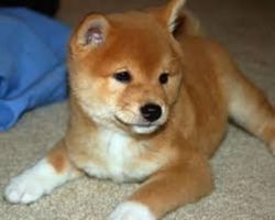 Good Looking Shiba Inu Puppies Now Ready
