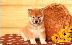 Awesome Shiba Inu Puppies For Need A New Home