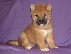 Shiba Inu Puppies For New Homes