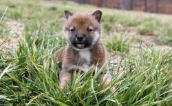 Healthy shiba Inu puppies for sale